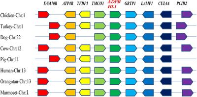 A 104-bp Structural Variation of the ADPRHL1 Gene Is Associated With Growth Traits in Chickens